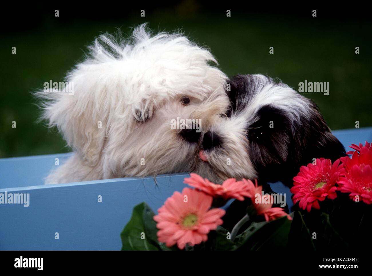 Welpen, küssen Stockfoto