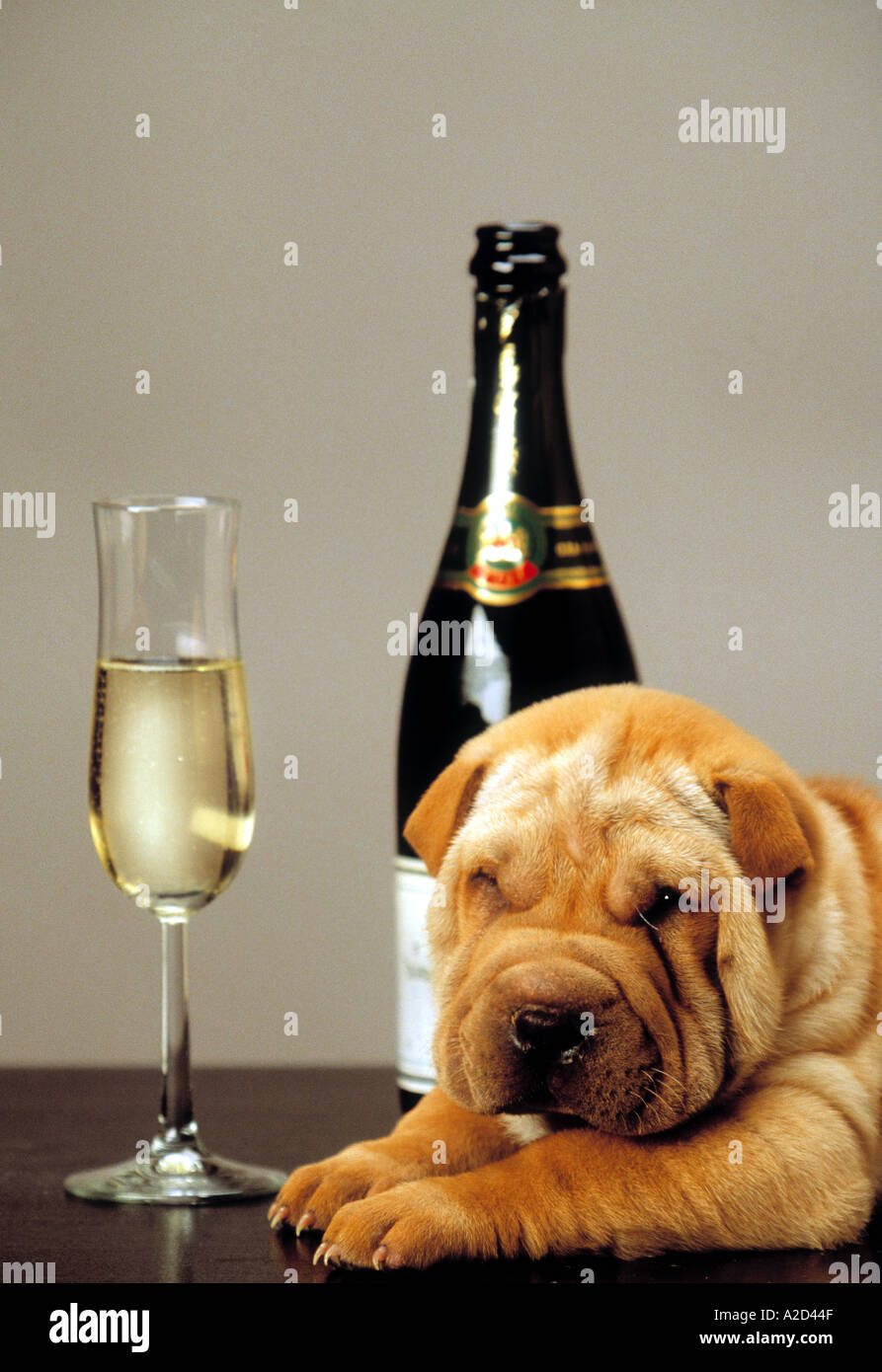 Sharpei Welpen Champagner Stockfoto