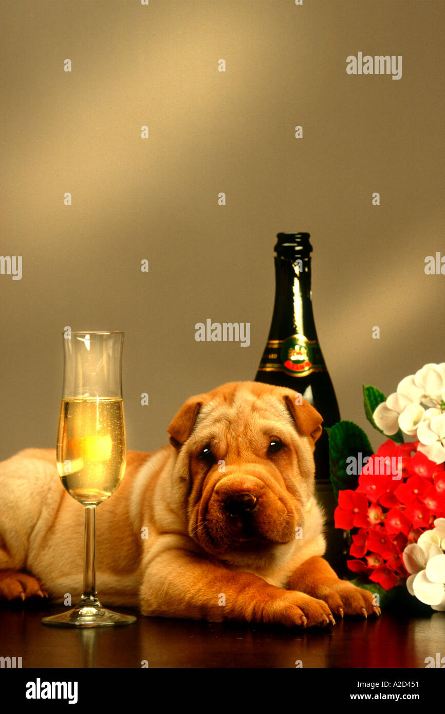 Partei Zeit sharpei Stockfoto