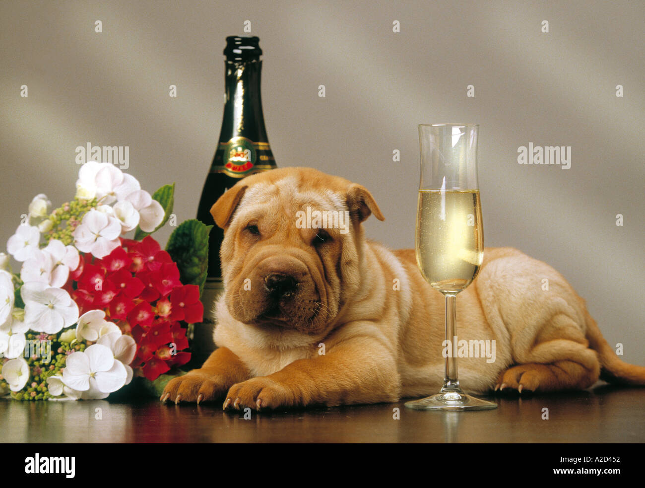 Partei Zeit sharpei Stockfoto