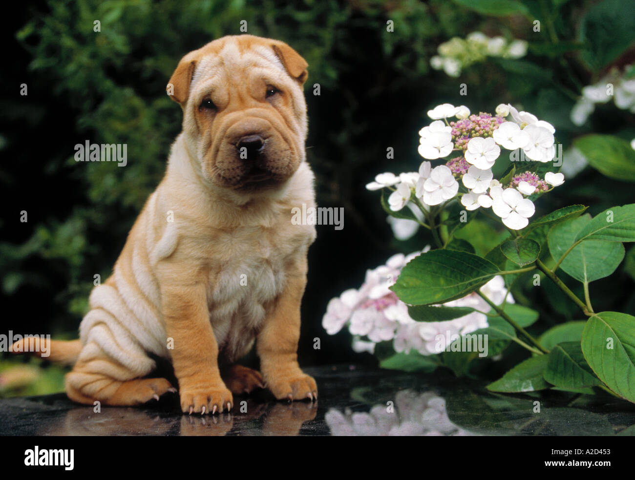 Sharpei Stockfoto