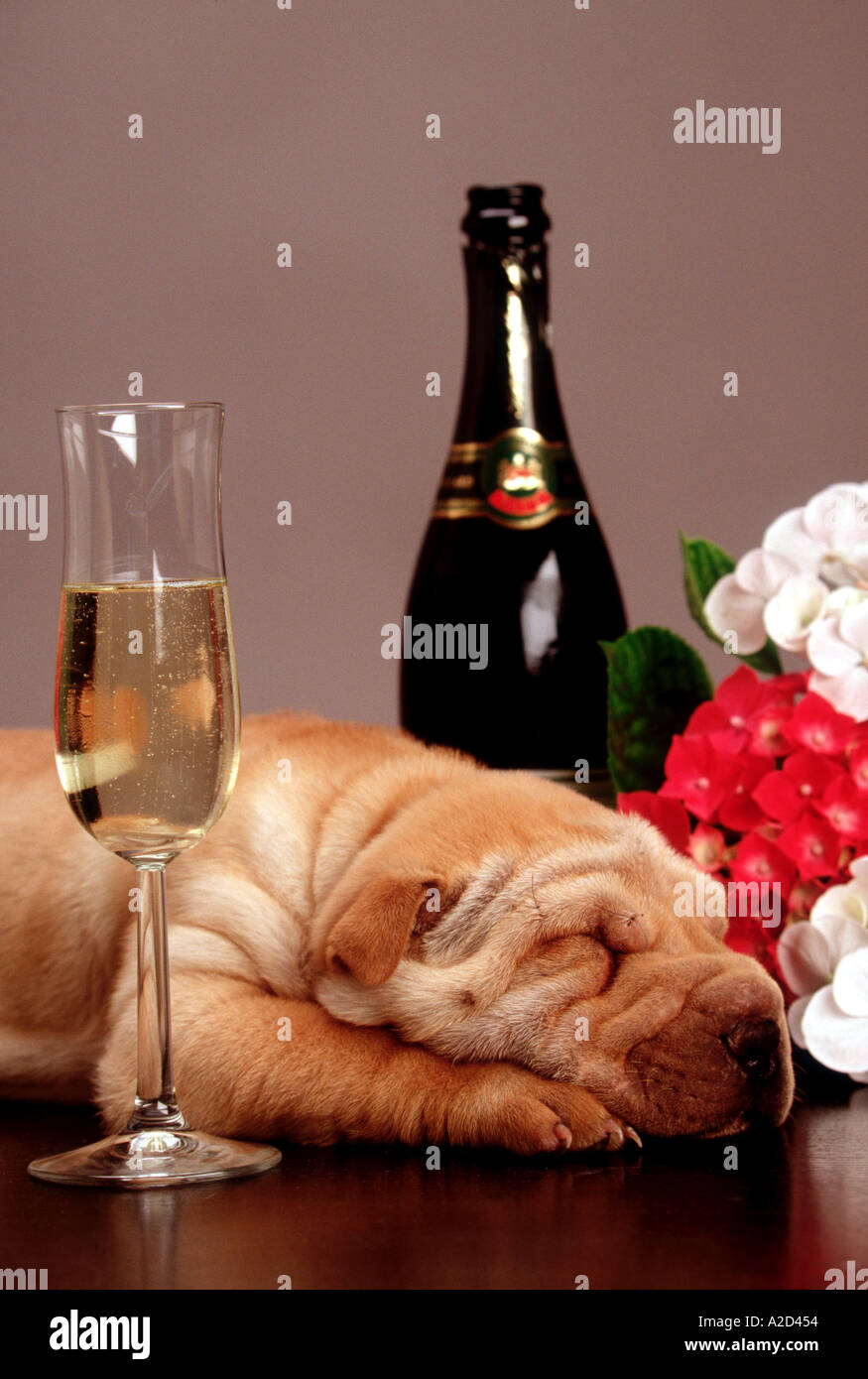 Sharpei schlafen Stockfoto