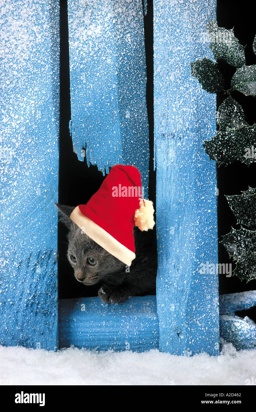 Kätzchen-Santa Claus Weihnachten Stockfoto