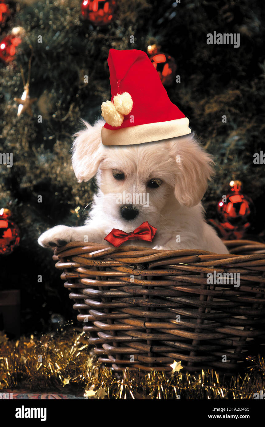 Welpe Weihnachten Stockfoto