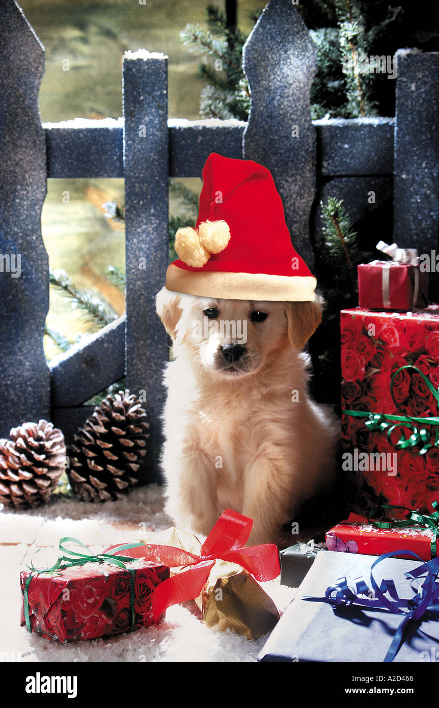 Welpe Weihnachten Stockfoto