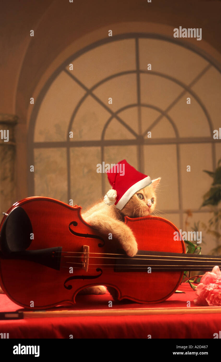Kätzchen-Santa Claus Weihnachten Stockfoto