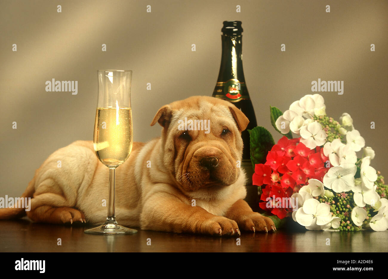 Partei Zeit sharpei Stockfoto