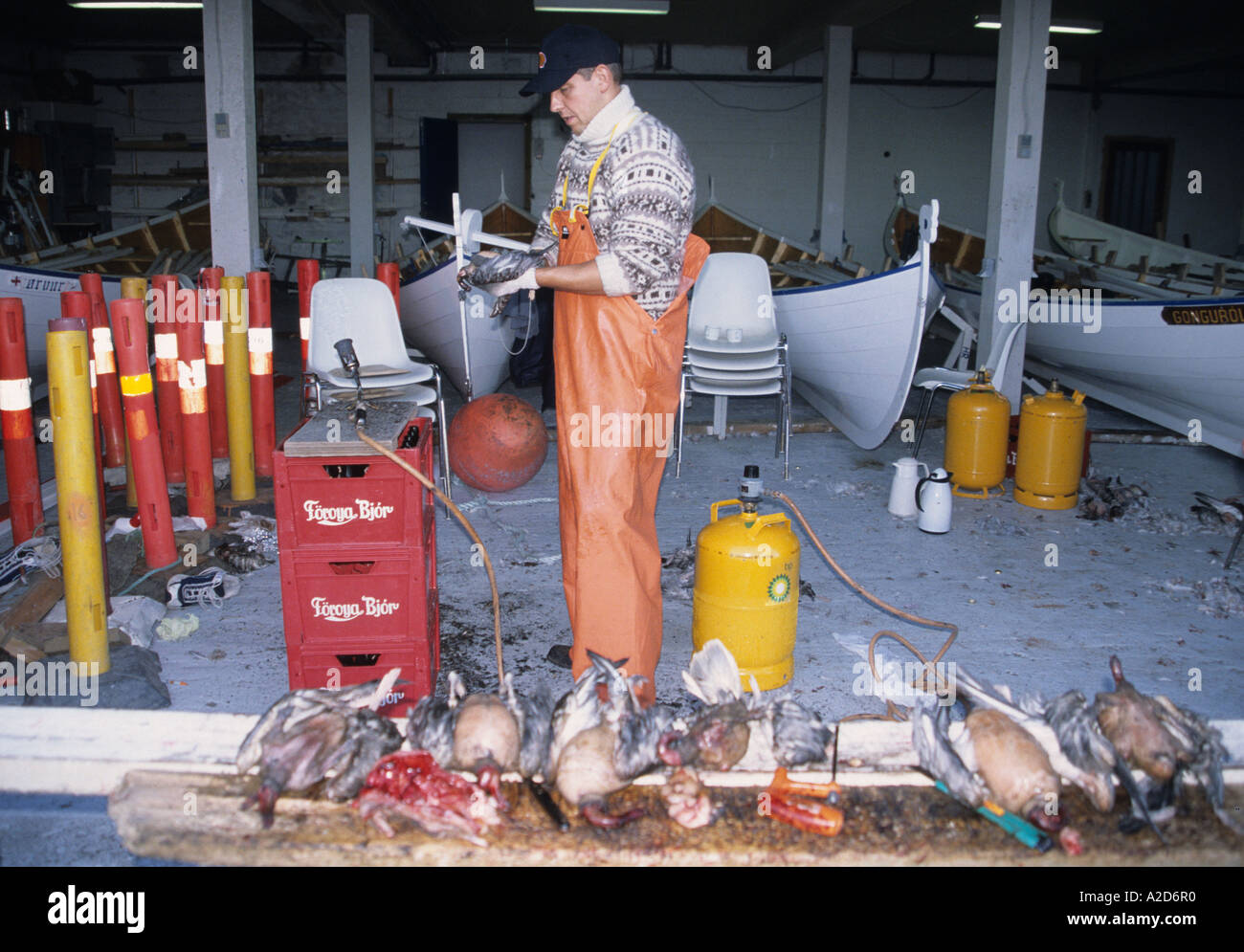 Färöer-Insulaner frisch zupfen getötet, Eissturmvögel und verkaufen sie in Torshavn Hauptstadt der Färöer Inseln Stockfoto