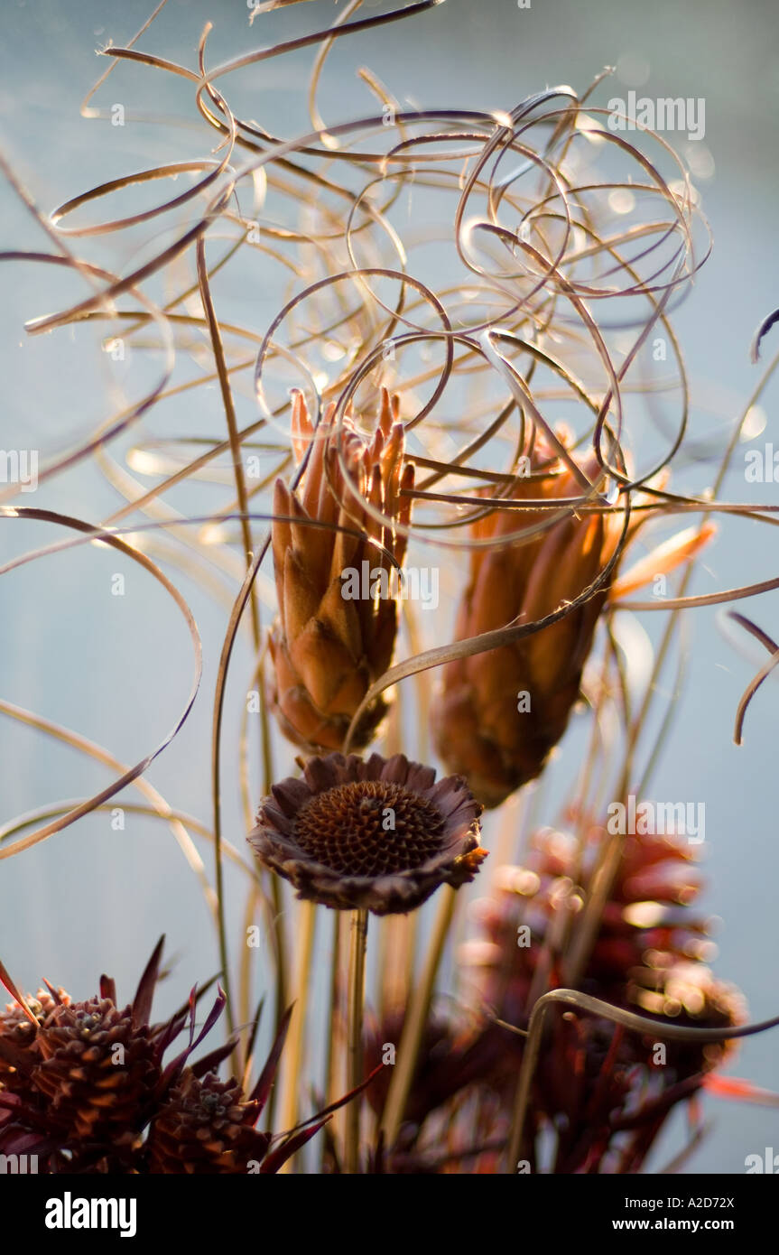 Eine getrocknete Blumen-arrangement Stockfoto