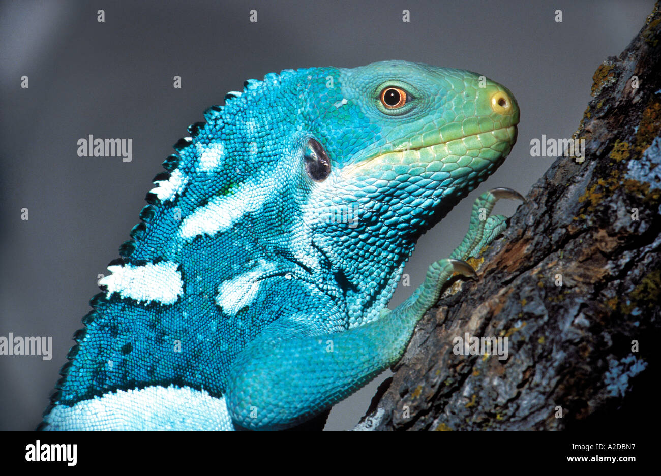 R-43 FUJI INSEL LEGUAN NAHAUFNAHME Stockfoto