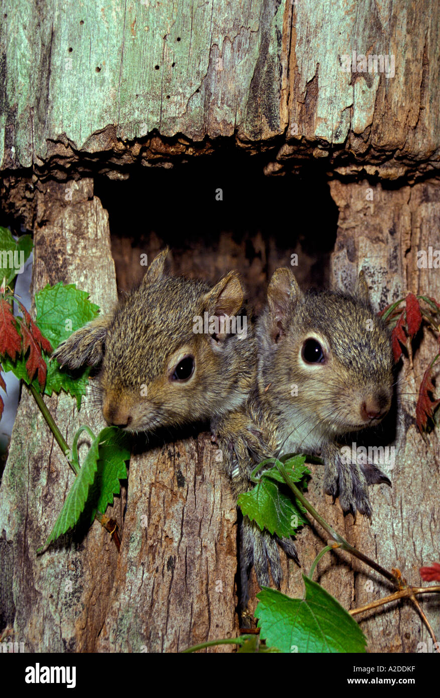 Zwei Baby-Eichhörnchen Ausschau aus ihrem Nest, umrahmt von den Baum Reben und rote Sumach, Midwest USA Stockfoto