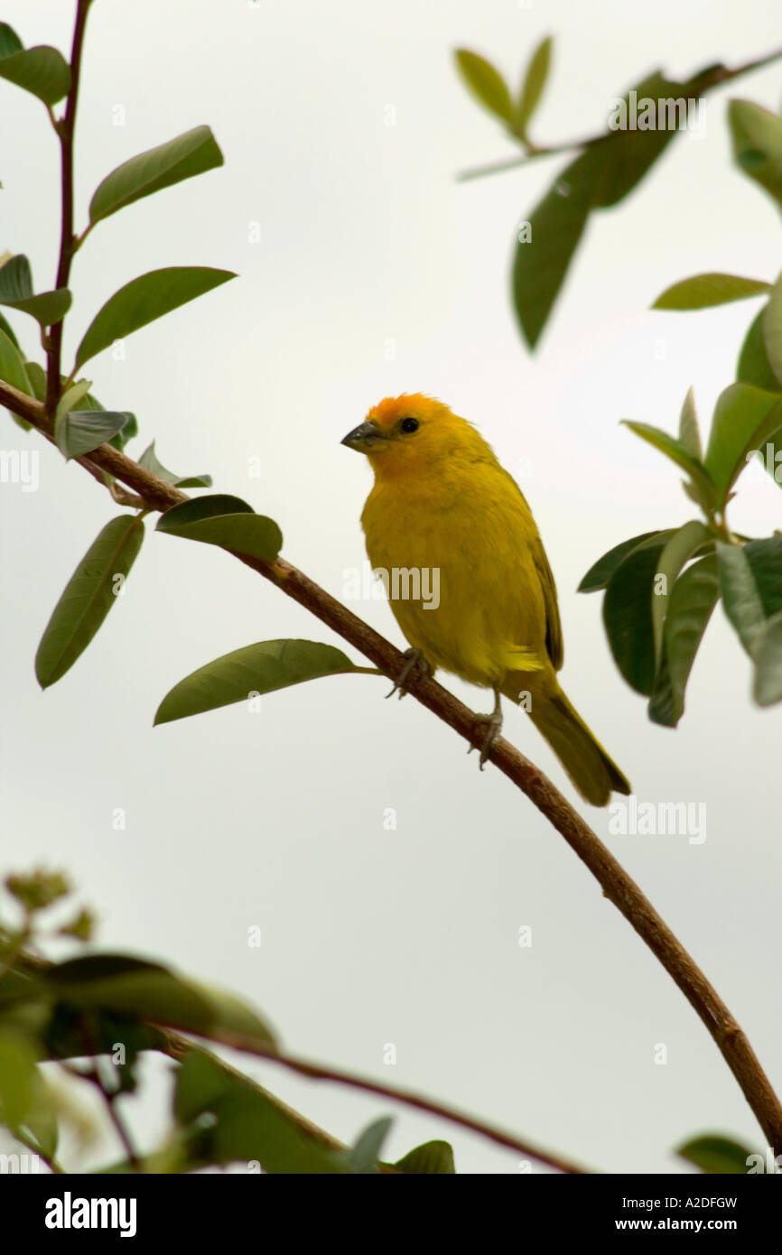 Kanarienvogel Serinus, Arcabuco, Boyacá, Kolumbien, Südamerika Stockfoto