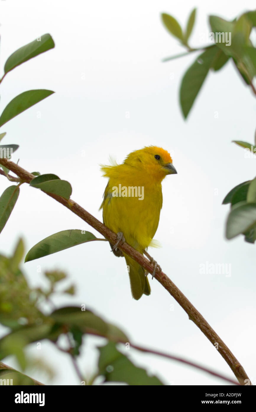 Kanarienvogel Serinus, Arcabuco, Boyacá, Kolumbien, Südamerika Stockfoto