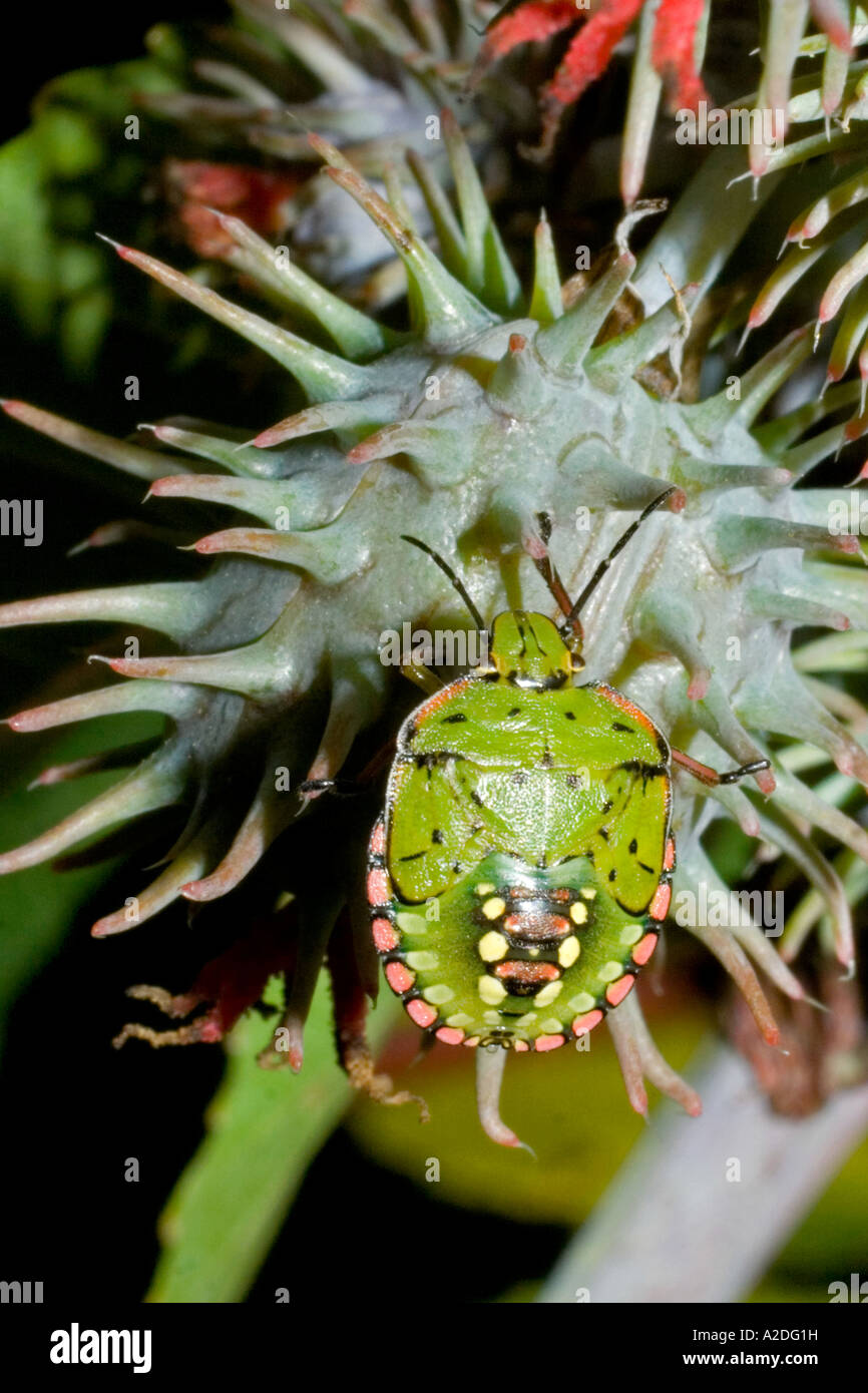 Coleoptera Dermestidae. Sachica, Boyacá, Kolumbien, Südamerika Stockfoto