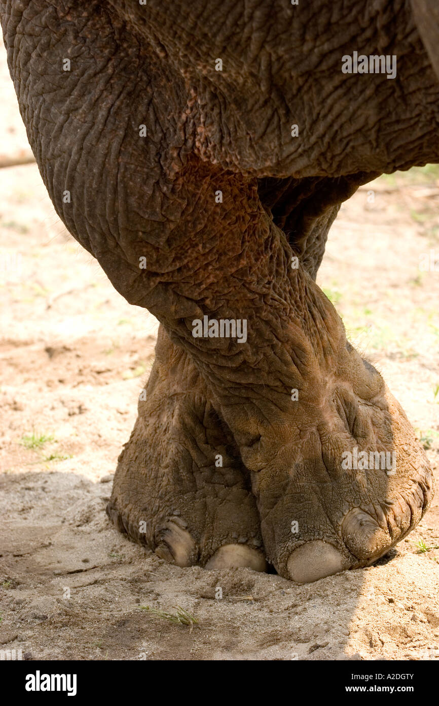 Elefant gekreuzten Beinen. Stockfoto