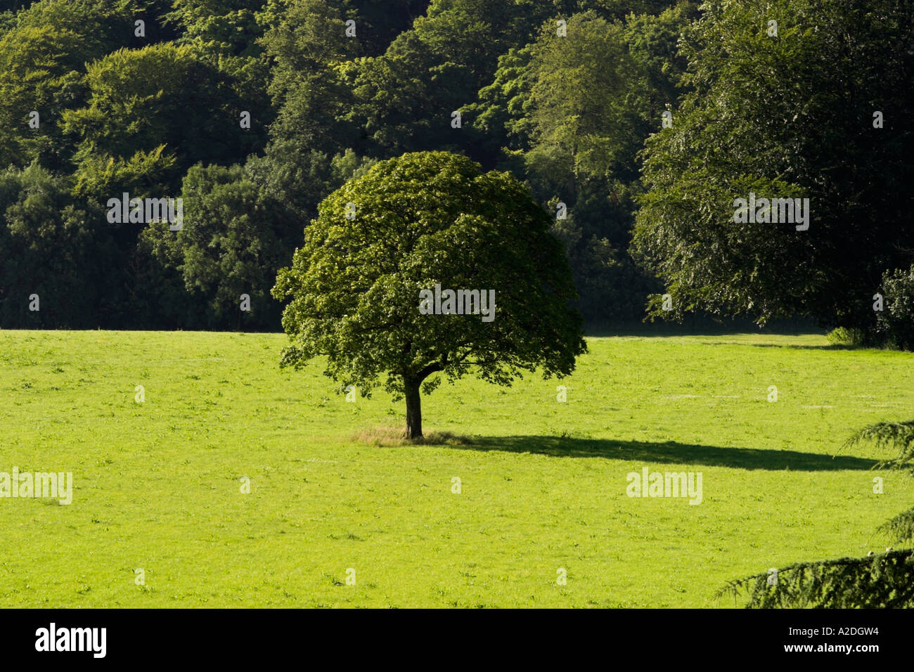 Einzigen Baum in einem Feld Stockfoto