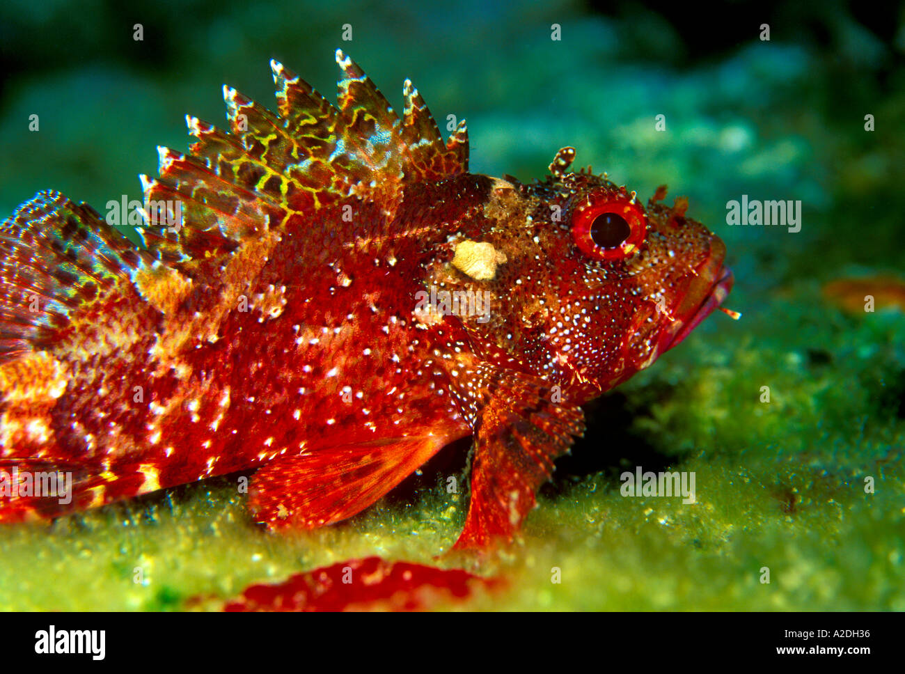 Drachenköpfe Mittelmeer Stockfoto