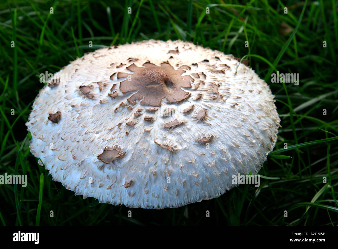 Sonnenschirm Pilz Stockfoto