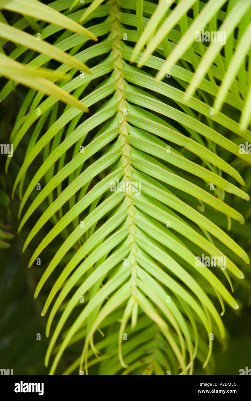Detaillierte schließen sich der Blätter der Wollomi Kiefer Stockfoto