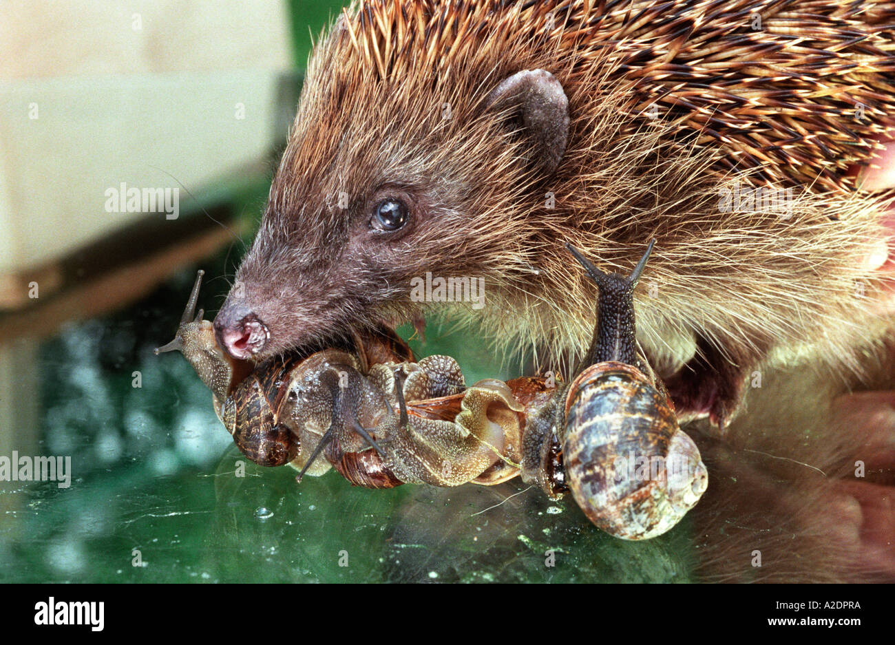 Natur Tiere Tierwelt native britische Räuber Beute Fleischfresser Stockfoto
