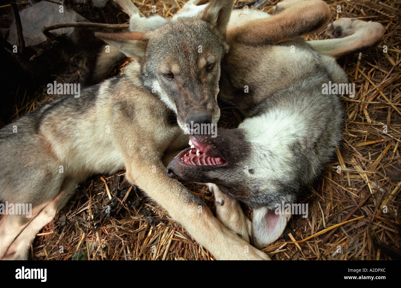 2 spielerische europäischer Wolf Cubs Canis Lupus in Großbritannien geboren. Stockfoto