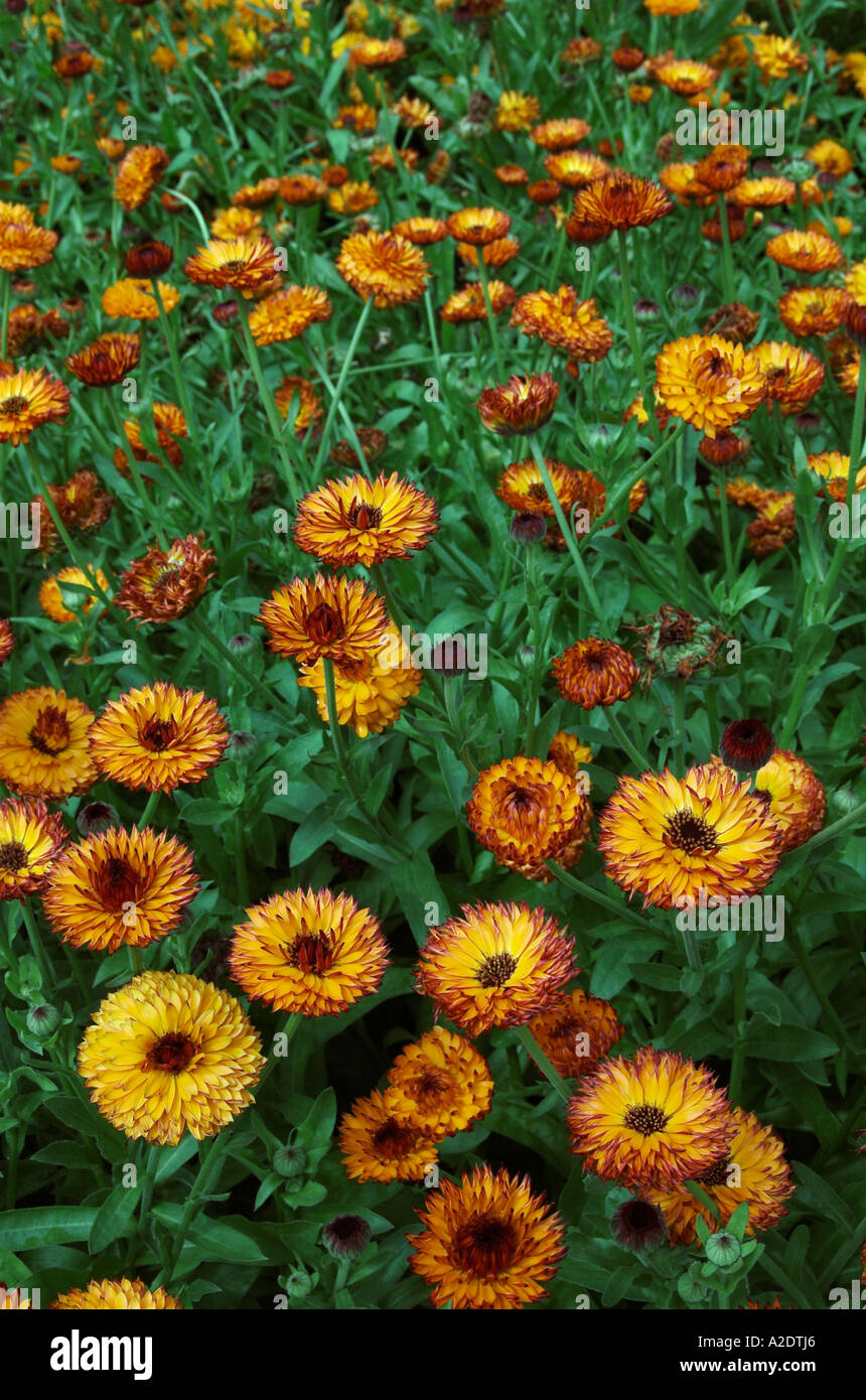 Calendula Officinalis "Neon" Stockfoto