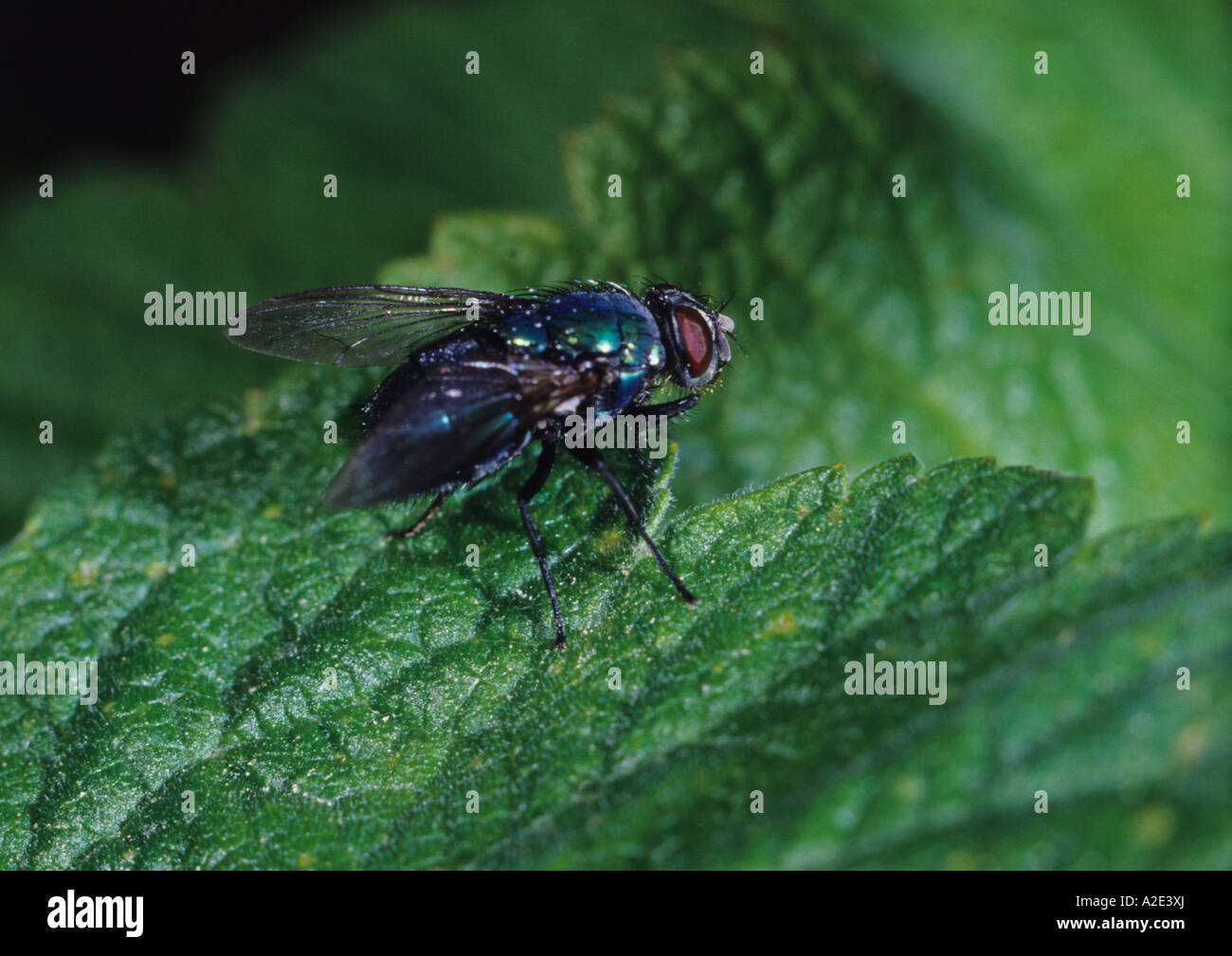 Fliegen Sie auf Blatt im Vereinigten Königreich Stockfoto