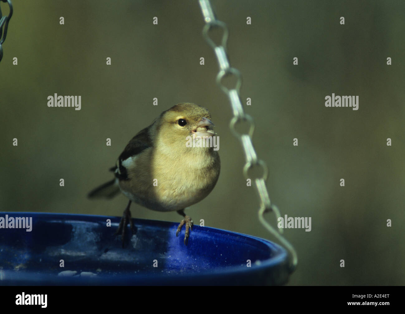 Weibliche Buchfink auf Feeder (Fringilla Coelebs) im Vereinigten Königreich Stockfoto