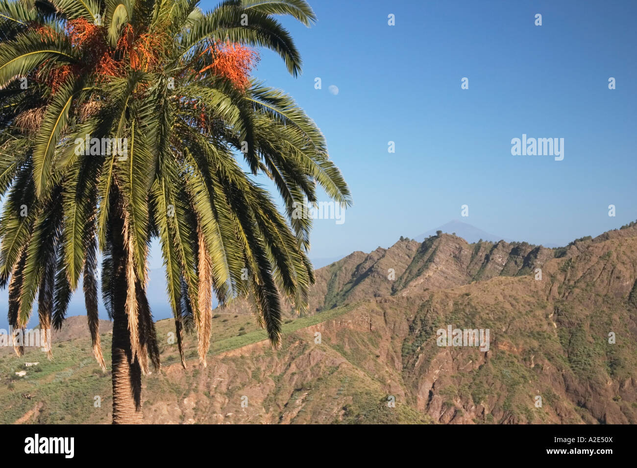 Palme in der Nähe von Hermigua auf La Gomera mit el Teide auf Teneriffa in der Ferne Stockfoto