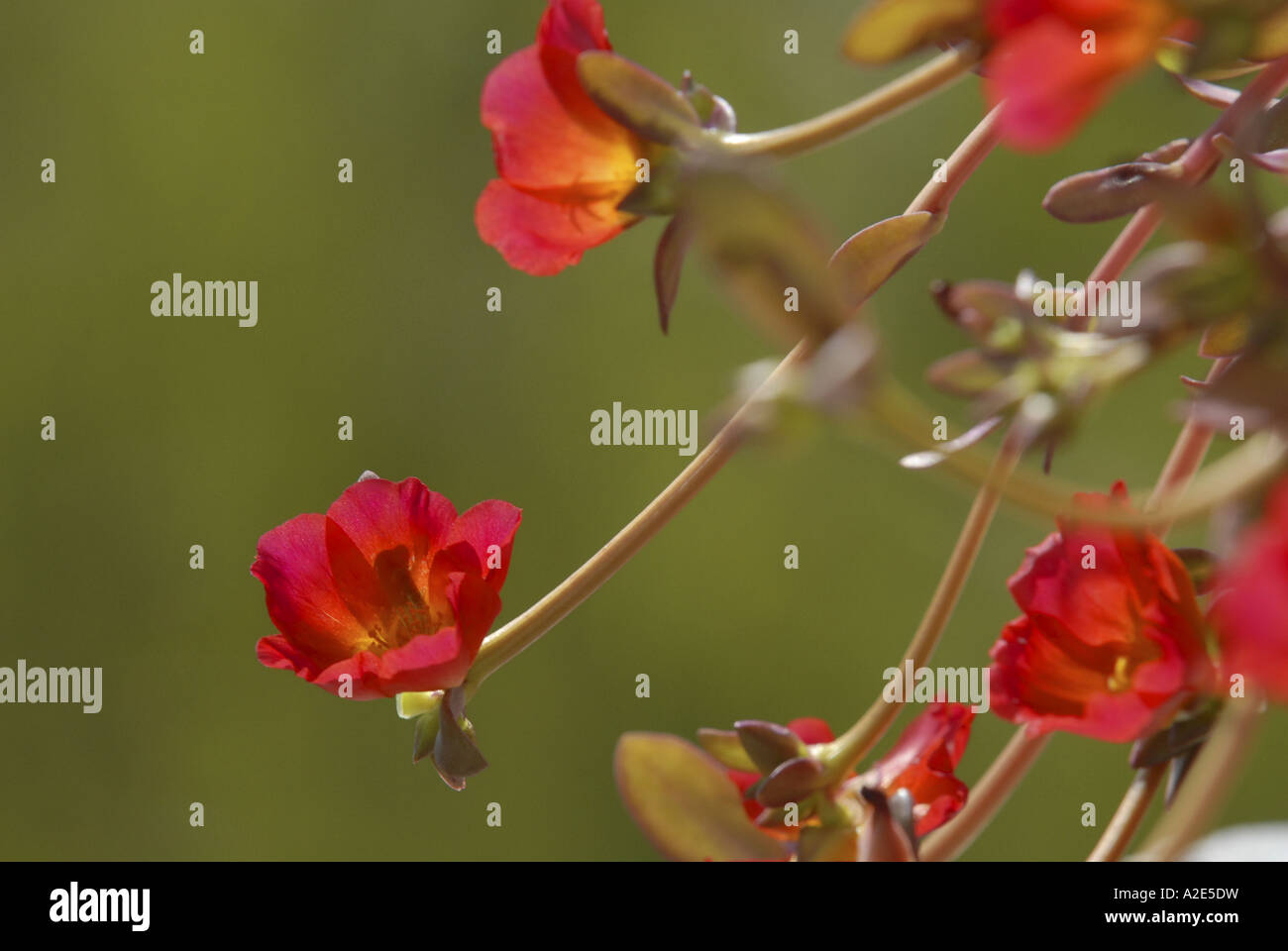 Schöne rosa Blüten wächst wild im südlichen Andalusien in Spanien. Stockfoto