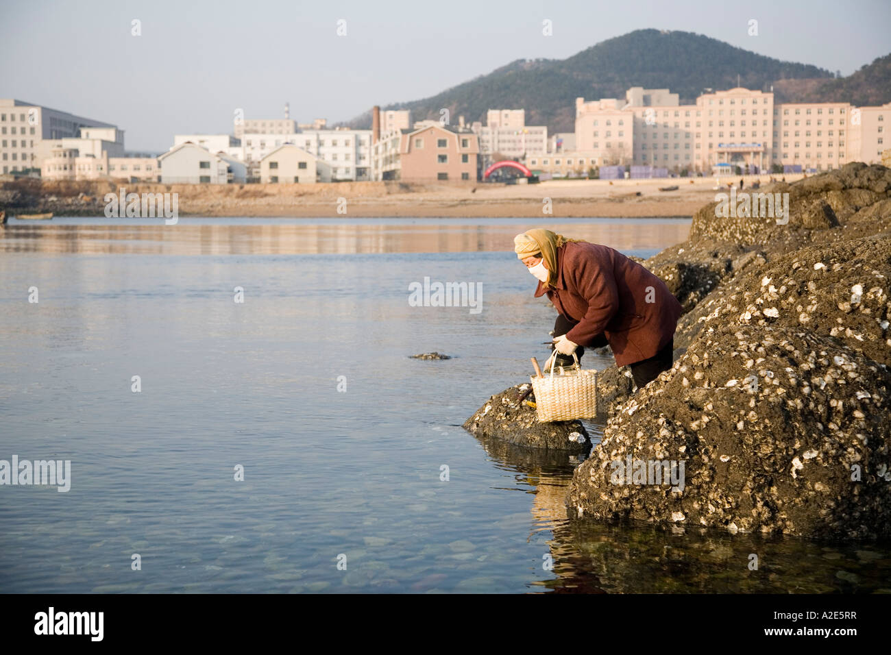 Eine ältere Frau nimmt an der Küste von der nördlichen chinesischen Dalian Herzmuscheln. Stockfoto