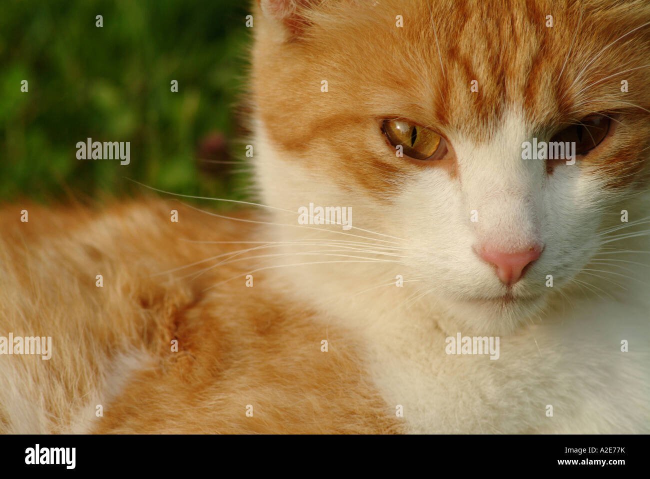 Porträt einer Katze auf der Wiese liegend Stockfoto