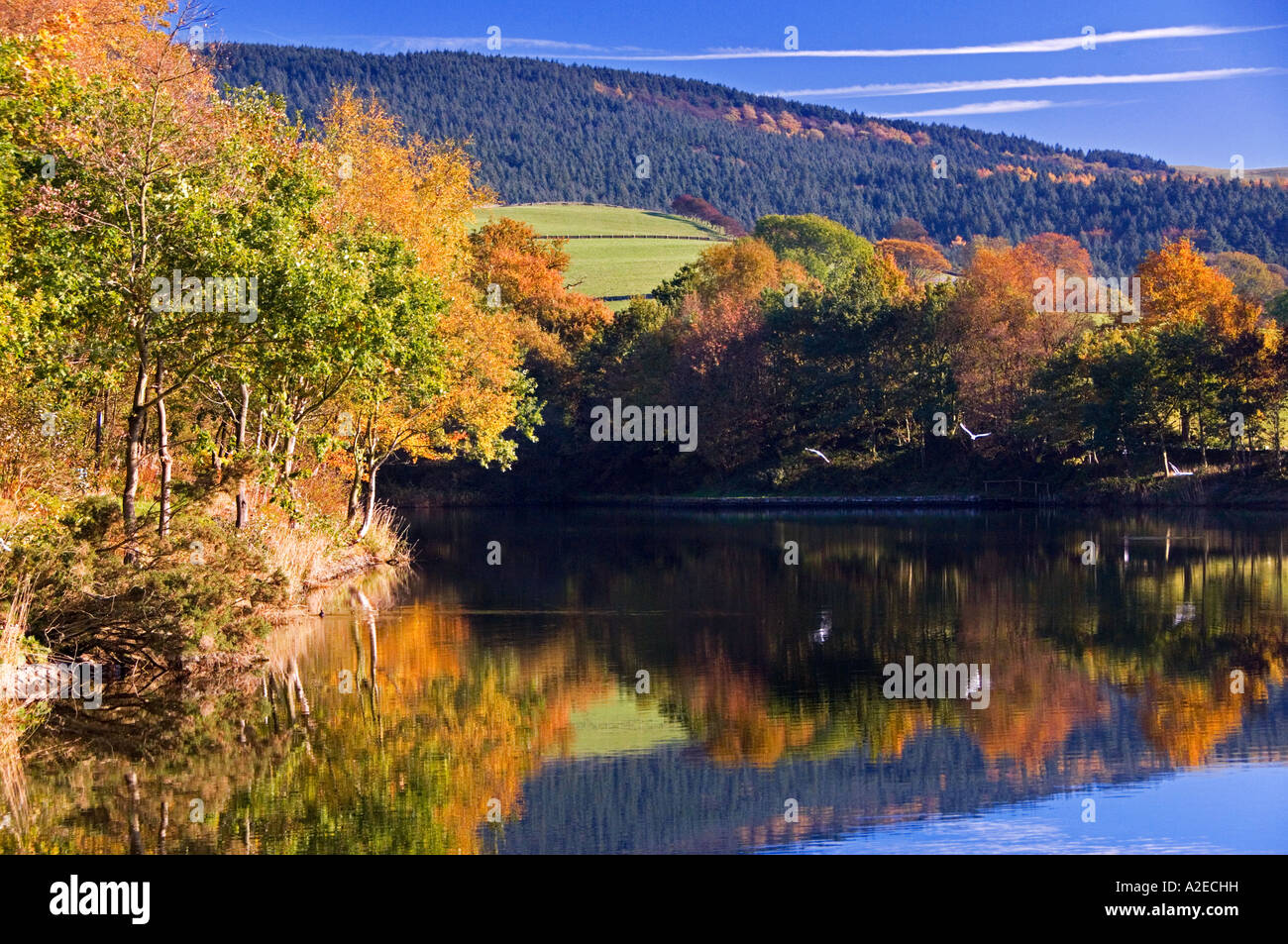 Vögel im Sturzflug auf die Tegg Nase Stausee in der Nähe von Langley, Cheshire, England, UK Stockfoto