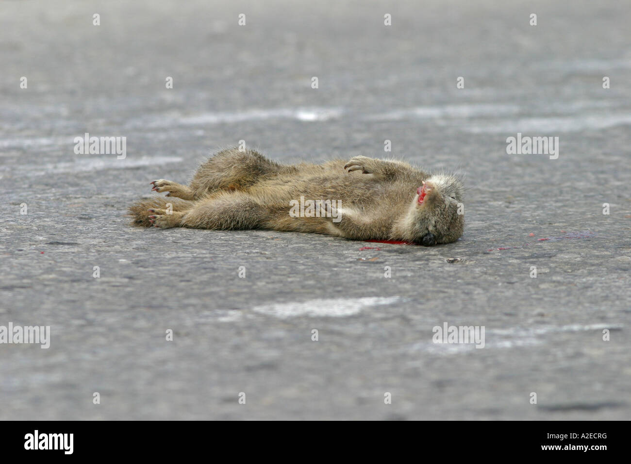 Europäische Zieselmaus, Spermophilus Citellusm, getötet durch Verkehr liegt in der Straße, Bulgarien Stockfoto