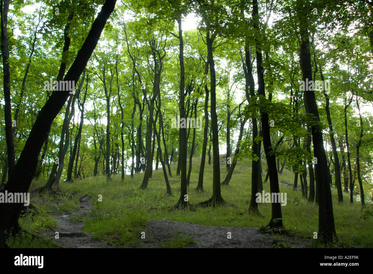 Lemberg, Stadtwald Stockfoto Lemberg, Stadtwald Stockfoto