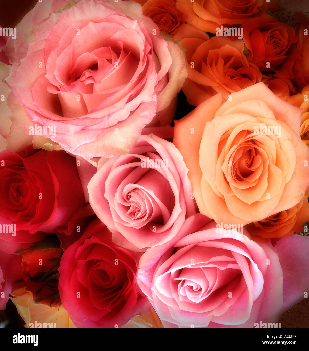 Künstlerische Auseinandersetzung mit einem Bouquet Rose Gesteck Stockfoto