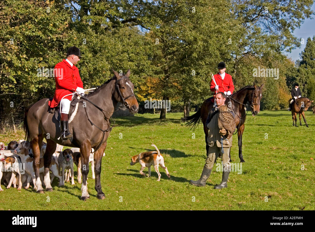 Jäger und Whipper In der Suffolk-Jagd mit den Hunden und der Handler die jagt Europäische Uhu Suffolk England UK Stockfoto