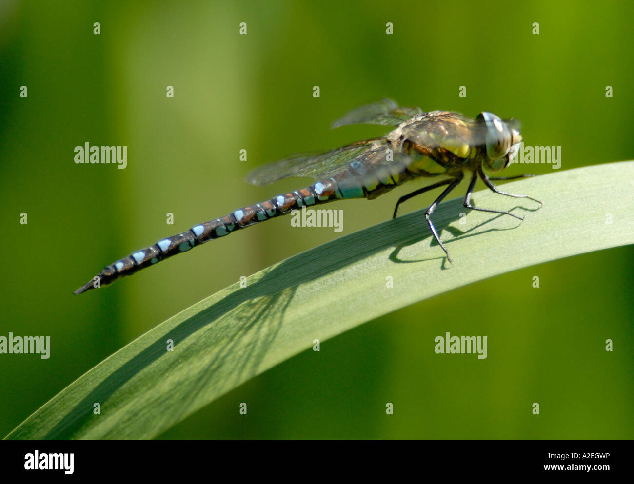 Ein Scarce oder Migrant Hawker Libelle Aeshna mixta Stockfoto