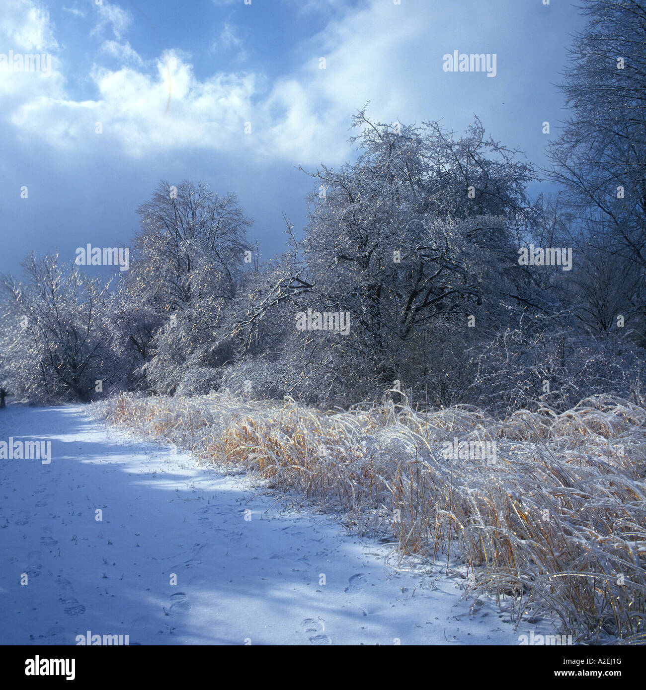 Trail-Pfad In State Park mit Eis Schnee bedeckten Bäume und Grass, Pennsylvania, USA Stockfoto