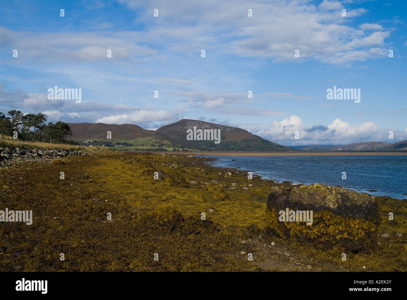 dh LOCH FLEET SUTHERLAND Seashore von Blase und verknoteten Rack Seegras Seegras Pflanze Sealife Marine Nature Reserve Küste schottland Stockfoto