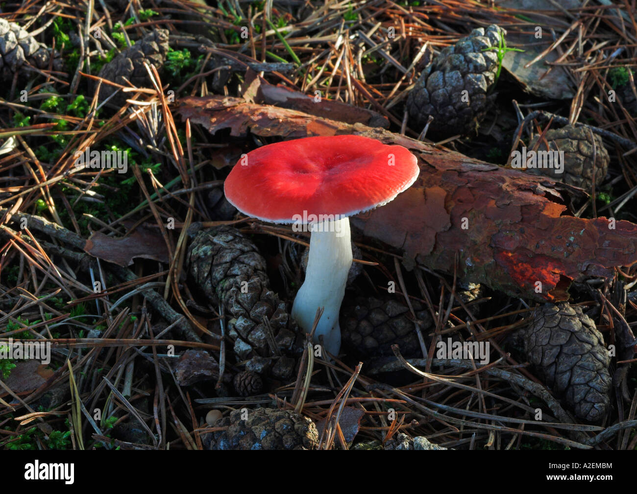 Redlead Roundhead Pilz (Träuschling Aurantiaga) fand in einem Wald West Sussex Stockfoto