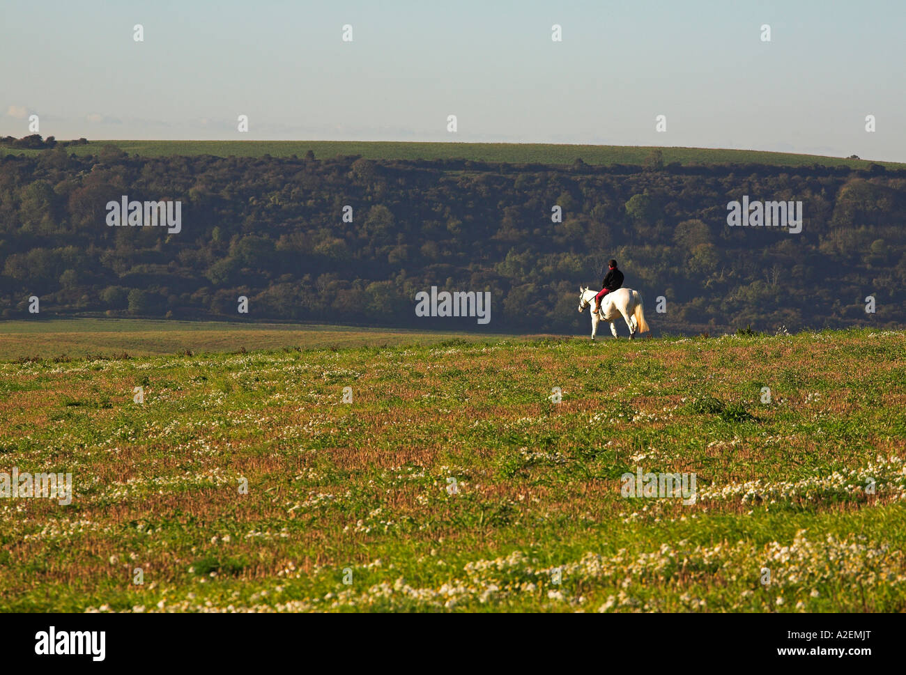 Reiter auf der South Downs in der Nähe von Steyning, Reiten in den frühen Morgenstunden in West Sussex, UK Stockfoto