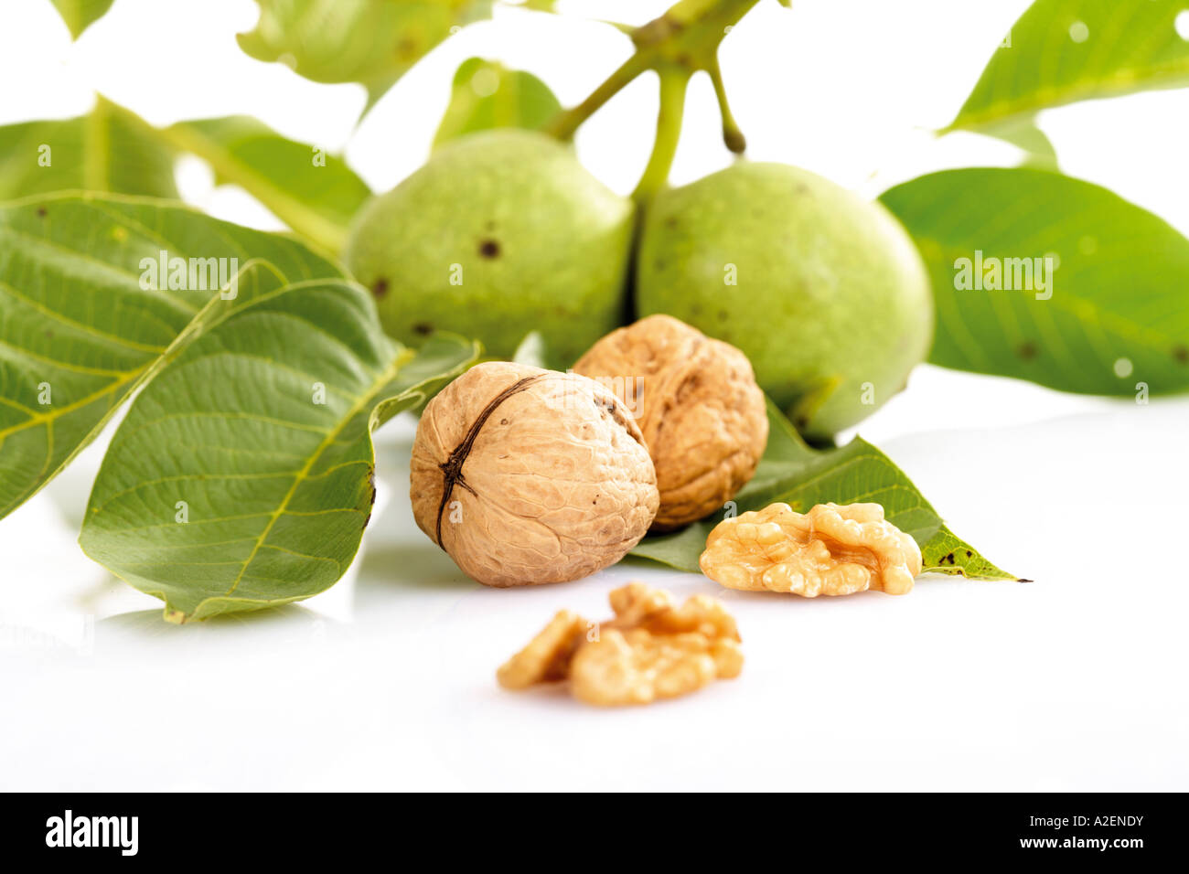 Frische Walnüsse auf Zweig und Walnüssen Stockfoto