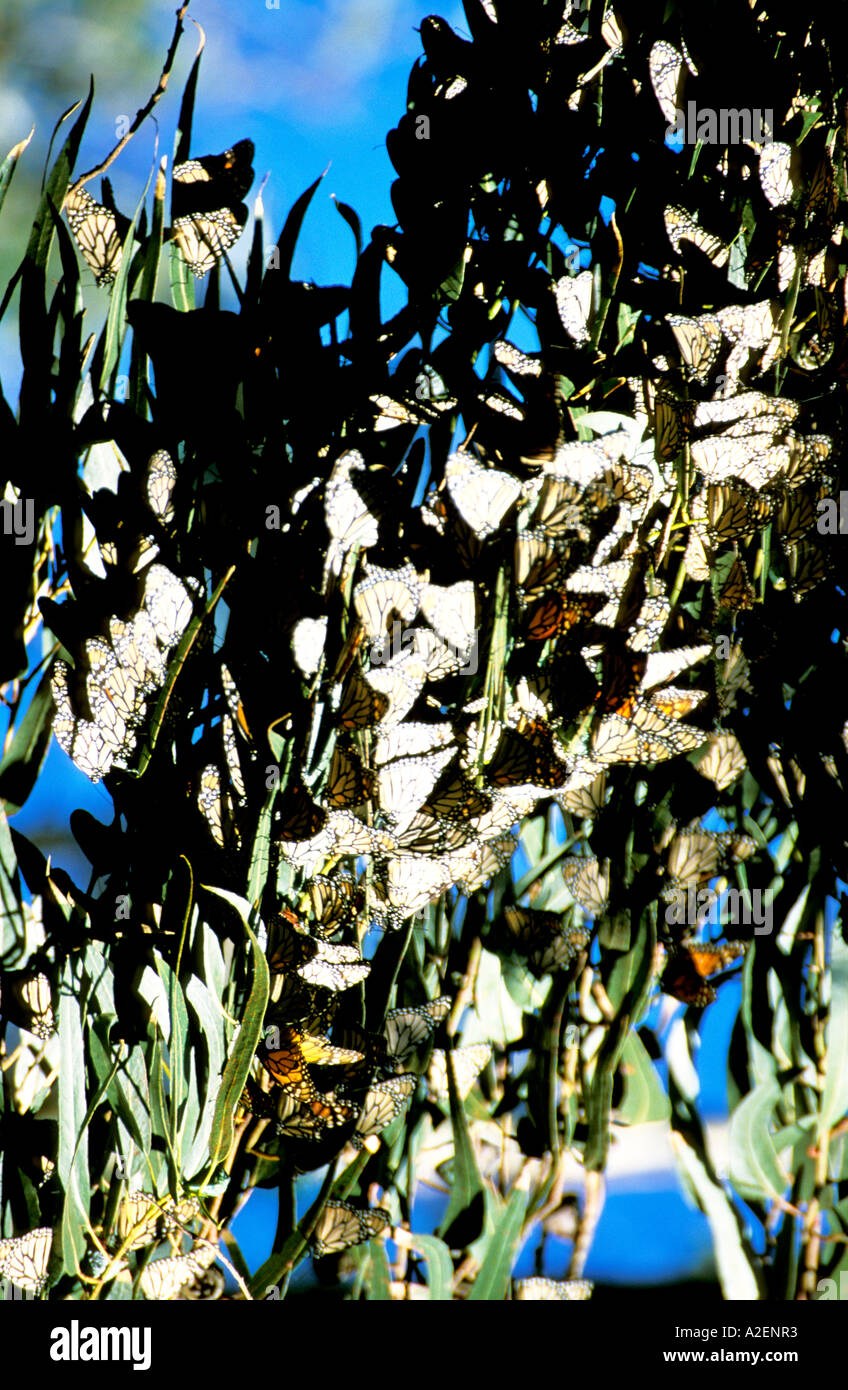 Monterey Kalifornien Bereich Monarchfalter in Pacific Grove Stockfoto