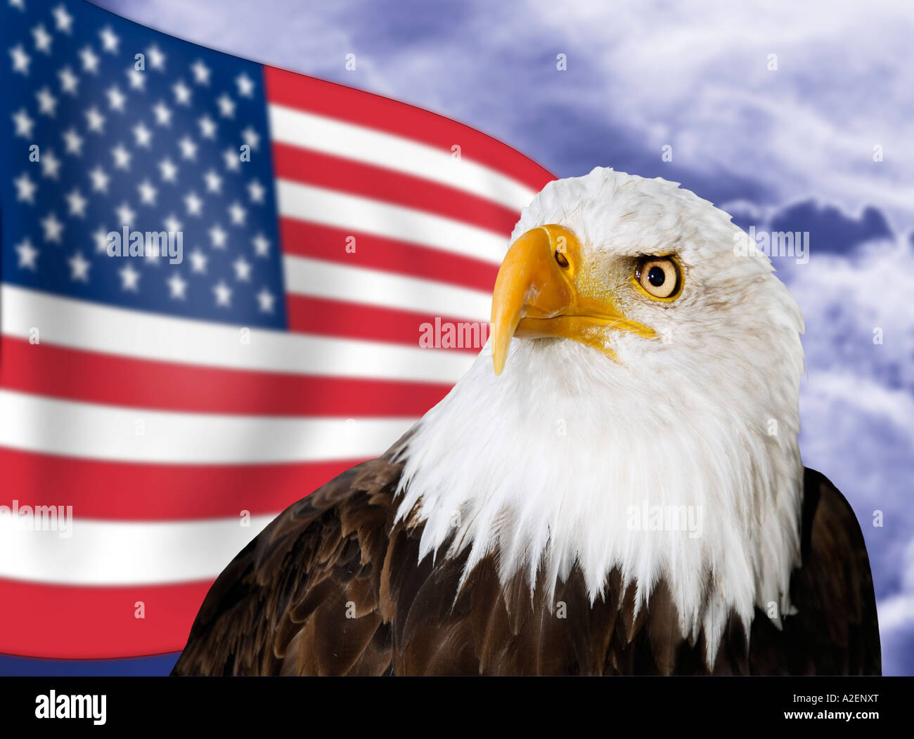 Weißkopf-Seeadler vor US-Flagge, Nahaufnahme Stockfoto