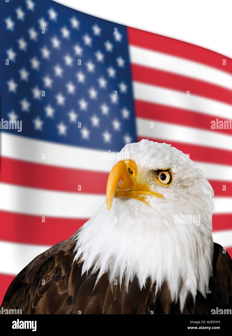 Weißkopf-Seeadler vor US-Flagge Stockfoto