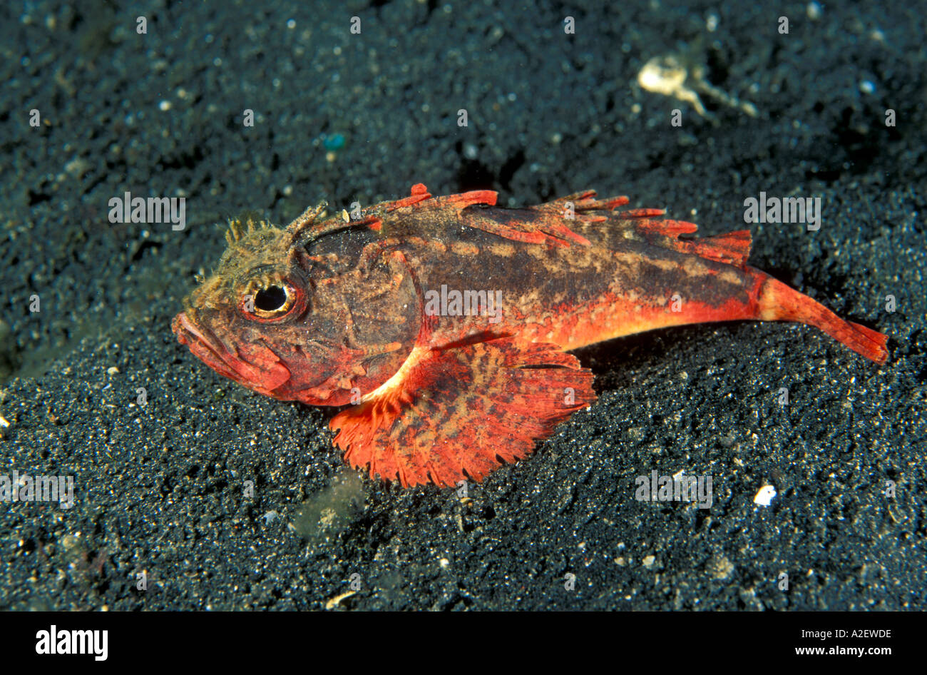 White-bellied Rougefish Richardsonichthys Leucogaster Sulawesi Indonesien Stockfoto