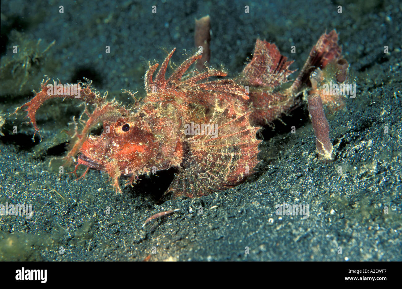 Ambon Drachenköpfe Pteroidcythys Amboinensis Sulawesi Indonesien Stockfoto