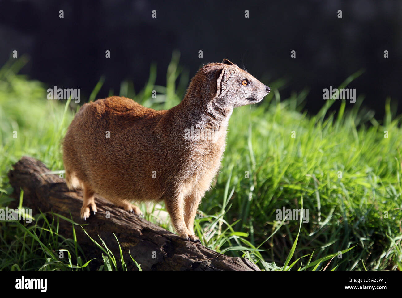 Goldene Mongoose Stockfoto