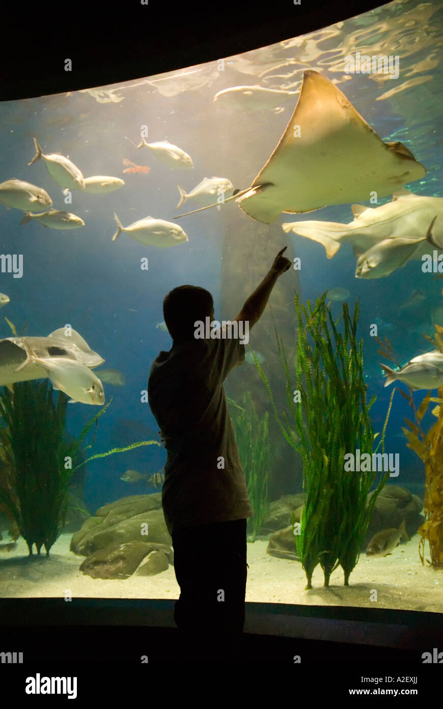 Junge zeigt auf Meereslebewesen Stachelrochen Haie im Ozeanarium Goldfischglas Melbourne Aquarium Victoria Australien Stockfoto